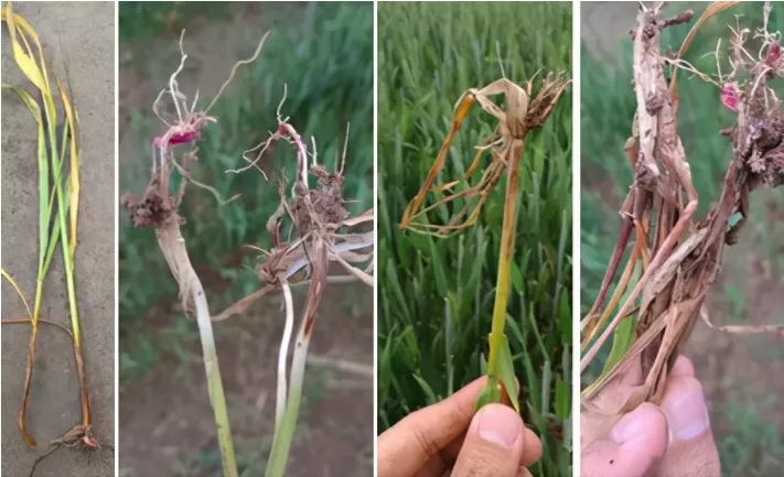 To Prevent and Control Wheat St